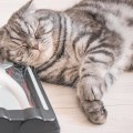 Can Vacuuming Really Get Rid of Pet Dander?