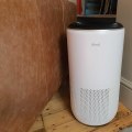 Do Air Purifiers Really Remove Pet Dander and Hair?