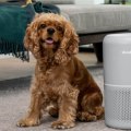 Can Air Filters Help with Pet Dander and Hair? - An Expert's Perspective