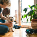 How to Reduce Pet Dander and Keep Your Home Healthy