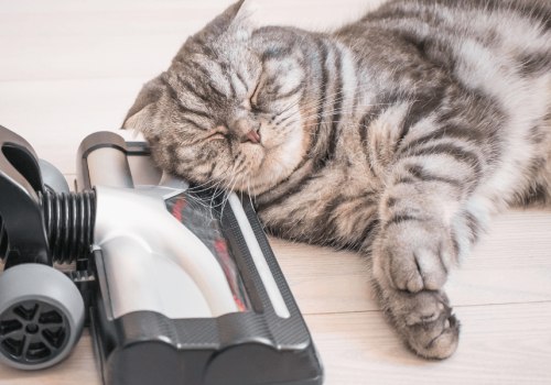 Can Vacuuming Really Get Rid of Pet Dander?